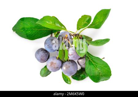 Frutto maturo di biancospino con foglie su fondo bianco con ombra morbida Foto Stock