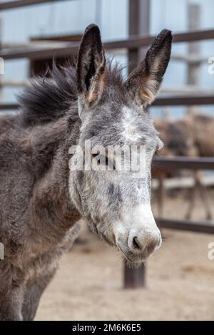 Testa di asino da vicino alla fattoria di animali. Ritratto di un asino grigio. Foto Stock