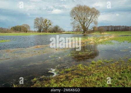 Acqua piovana sul prato, alberi e cielo nuvoloso Foto Stock