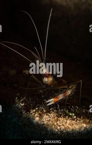 Gamberetti coralli banditi gamberetti barberpole (Stenopus hispidus) sulla barriera corallina dell'isola olandese dei Caraibi di Sint Maarten Foto Stock