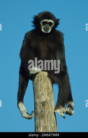 Gibbon bianco - Hylobates lar Foto Stock