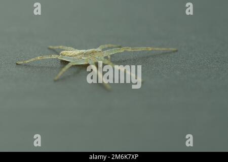 Ragno di granchio da corsa - ragno di granchio filodromico Foto Stock