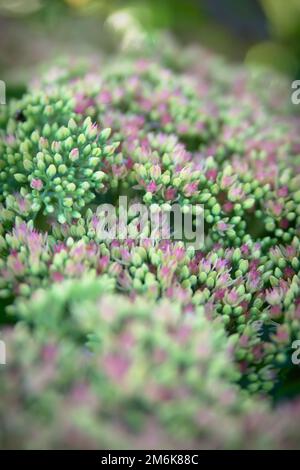 Sedum spectabile Iceberg pianta - macro foto di un fiore Foto Stock