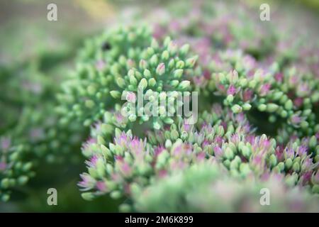 Sedum spectabile Iceberg pianta - macro foto di un fiore Foto Stock