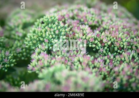 Sedum spectabile Iceberg pianta - macro foto di un fiore Foto Stock