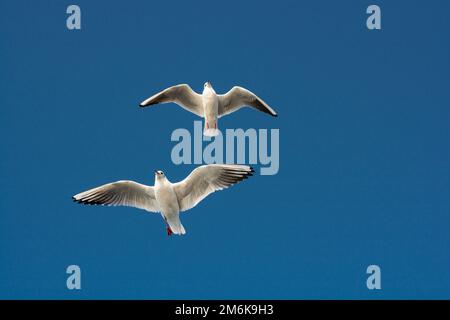 Coppia di gabbiani che volano nel cielo Foto Stock