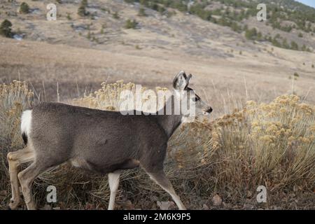 Un primo piano di un bel cervo mulo che si chiedeva in un campo asciutto durante il giorno Foto Stock