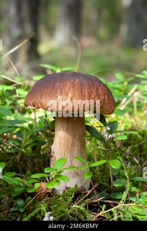 Natura d'Europa - fungo Penny Bun (re bolete) nella foresta Foto Stock