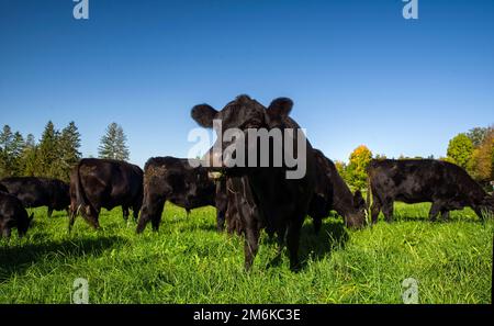 Gruppo di mucche di angus nero al mattino, nutriti con lussureggianti gras verdi nelle Alpi Bavaresi in una giornata di sole Foto Stock