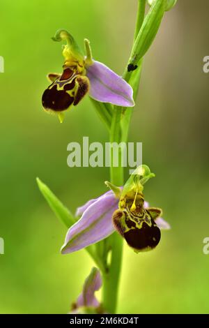 Orchidea di ape Foto Stock