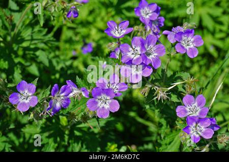 Twood cranesbill; geranio del bosco Foto Stock