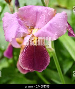 Fiore porpora bearded iris o Iris geranica (latino Iris germanica) dopo la pioggia dopo la pioggia in Foto Stock