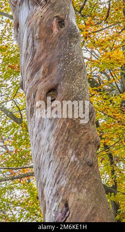 Albero morto con crescita torcente Foto Stock