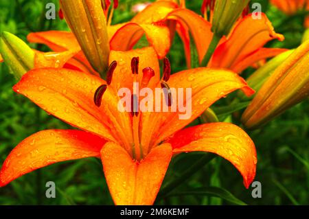 Bellissimi gigli fioriti Foto Stock