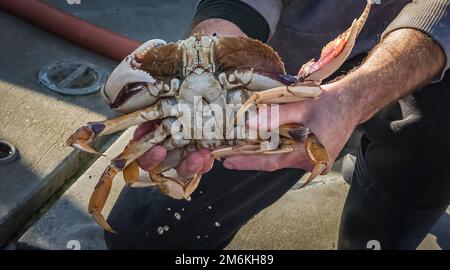 Pescatore che tiene il granchio di Dungeness, venduto a destra fuori delle barche nella baia di Half Moon, in California la stagione ritardata del granchio ha cominciato il 31 dicembre 2022 Foto Stock