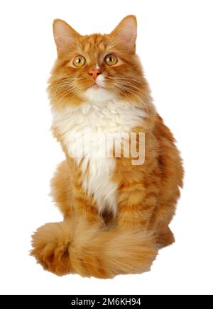 Gatto dello zenzero Foto Stock