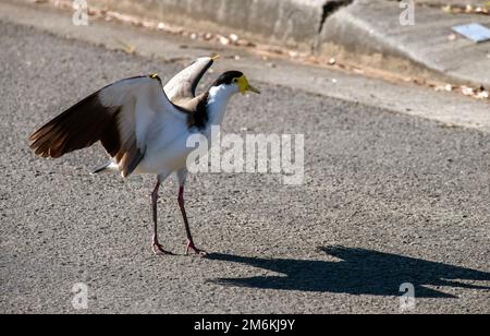 Primo piano - up di un australiano Masked Lapwing (miglia Vanellus) Foto Stock