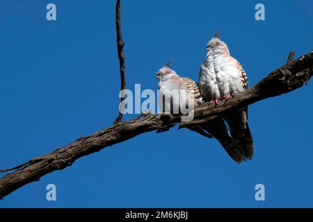 Un paio di piccioni crestati australiani (Ocyphaps lofotes) Foto Stock