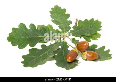 Grandi acorns marroni su foglie di quercia sfondo bianco Foto Stock