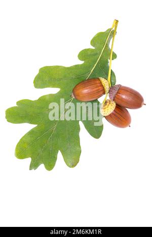 Grandi acorns marroni su foglie di quercia sfondo bianco Foto Stock