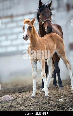 Sorrel foal con il suo amico in paddock vicino stalla. primavera. Foto Stock