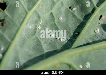 La peste del cavolo Whitefly (Aleyrodes proletella). Adulti con uova sulla foglia di cavolo. Foto Stock