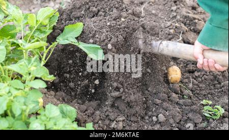 Raccogliendo patate dal suolo. Patate appena scavate o raccolte su terreno marrone ricco. Patate biologiche fresche in polvere Foto Stock