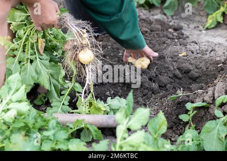 Raccogliendo patate dal suolo. Patate appena scavate o raccolte su terreno marrone ricco. Patate biologiche fresche in polvere Foto Stock