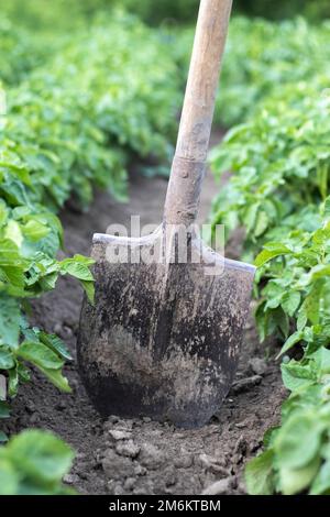 Pala sullo sfondo dei cespugli di patate. Raccolta. Agricoltura. Scavando su un tubero di patata giovane dalla terra, raccogliendo Foto Stock