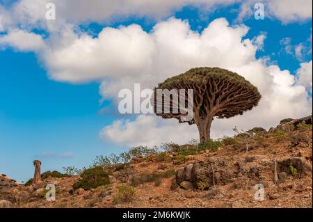 Alberi di drago sull'isola di Socotra, Yemen Foto Stock