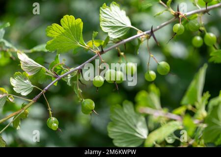 Ribes uva-crispa, frutti di mare selvatici conosciuto come uva spina o uva spina europea Foto Stock