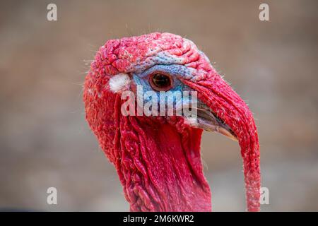 Primo piano della testa di una turchia domestica - maschio. Foto Stock