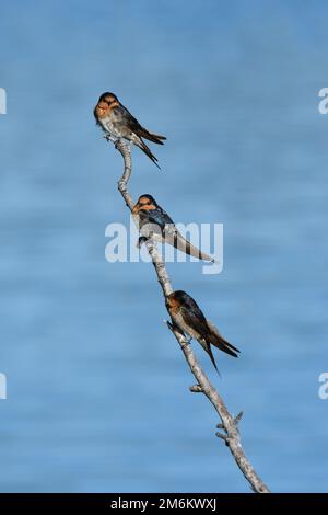 Tre adulti australiani Welcome Swallow -Hirundo neoxena- uccelli arroccati verticalmente su un ramo di albero sopra un fiume di marea nella luce di mattina presto Foto Stock