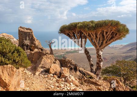 Alberi di drago sull'isola di Socotra, Yemen Foto Stock