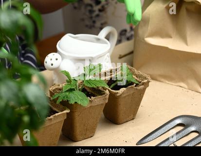 Una donna in guanti di gomma verde tiene una lattina da annaffiamento in ceramica bianca Foto Stock