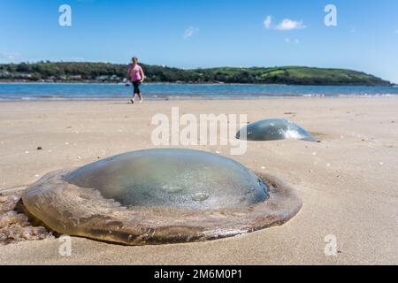 Immagine in primo piano di una medusa trasparente sulla sabbia di fronte al mare Foto Stock