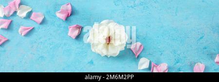 Panorama floreale con rosa bianca e petali su sfondo blu Foto Stock
