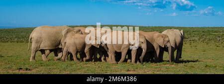 Elefanti in Sud Africa, Famiglia di elefanti nel parco degli elefanti di Addo Foto Stock