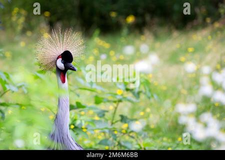 Grey Crowned Crane - Balearica regulorum, un ritratto Foto Stock