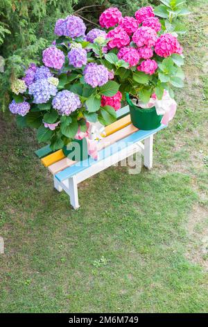Ortensia fiori - Hydrangea - come giardino decorazione. Regalo romantico e delicato. Foto Stock