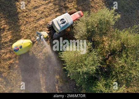 Trattamento antiparassitario per una piantagione di olive Foto Stock