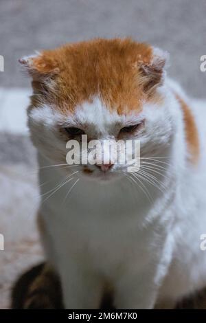 Un primo piano di 70mm shot di un gatto randagio che chiede cibo in un campeggio a Uljin, Corea del Sud Foto Stock