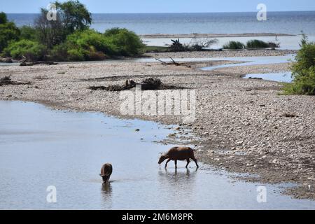 Bagno di Buffalo nel fiume Foto Stock