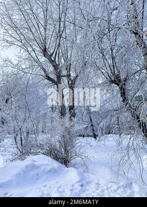 Foresta in inverno, tronchi sottili di alte conifere nella neve. Paesaggio forestale invernale. Foto verticale Foto Stock