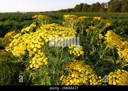 Tansy o Wormweed (vulgare di Tanacetum, sin. Crisantemo vulgare) Foto Stock