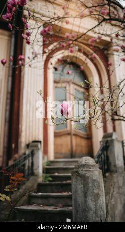 Uno scatto verticale di un piccolo fiore rosa di magnolia in un fuoco selettivo sull'albero sullo sfondo di una porta Foto Stock