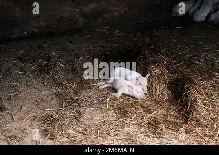 Suini appena nati in una fattoria Foto Stock