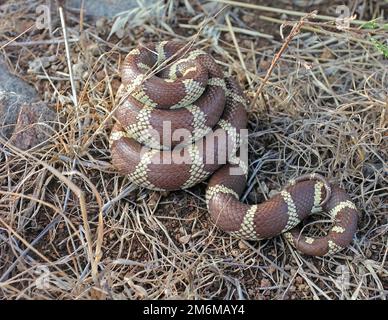 Il kingsnake californiae della California (Lampropelltis californiae) si avvolse Foto Stock