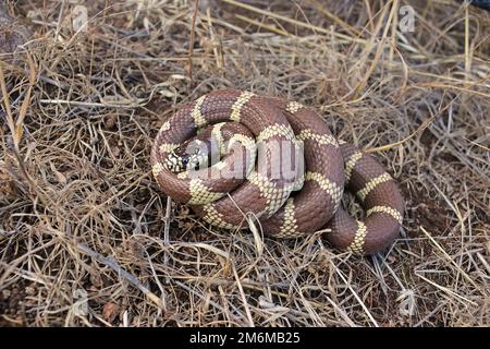 Il kingsnake californiae della California (Lampropelltis californiae) si avvolse Foto Stock