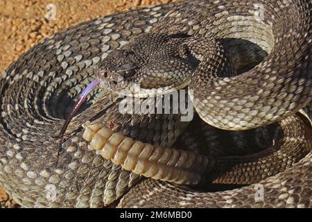 Rattlesnake del Pacifico meridionale (Crotalu viridis helleri) da vicino Foto Stock